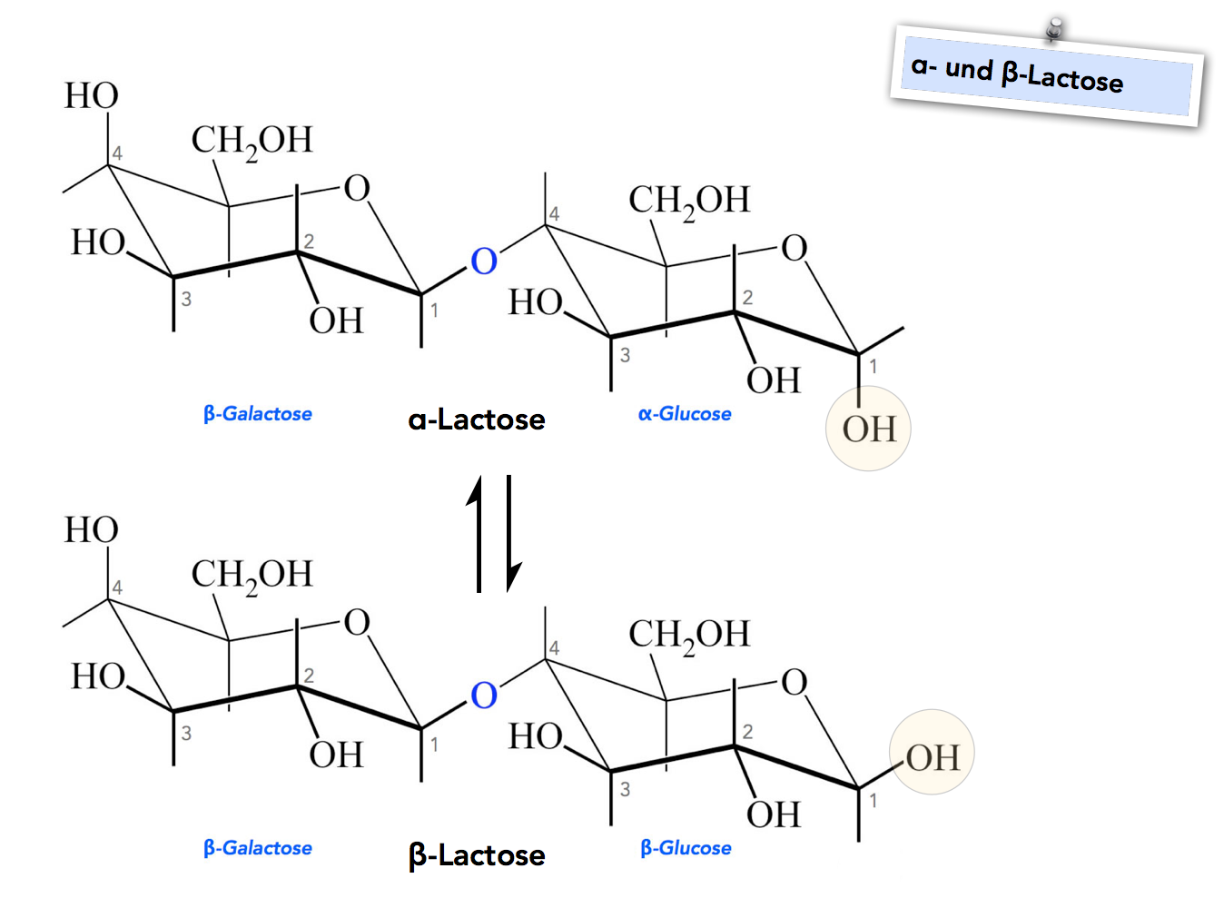 The two forms of lactose
